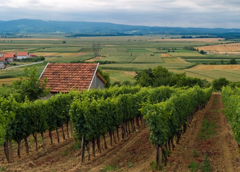 Виноградники в окрестностях города Кутьево в Хорватии. Фото: Tzzps.hr